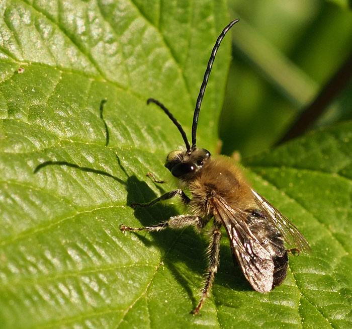 Mai-Langhornbiene, Eucera nigrescens